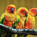 Three colourful parrots